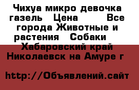 Чихуа микро девочка газель › Цена ­ 65 - Все города Животные и растения » Собаки   . Хабаровский край,Николаевск-на-Амуре г.